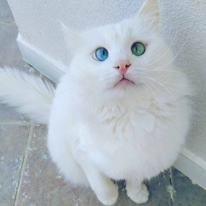 beautiful cats