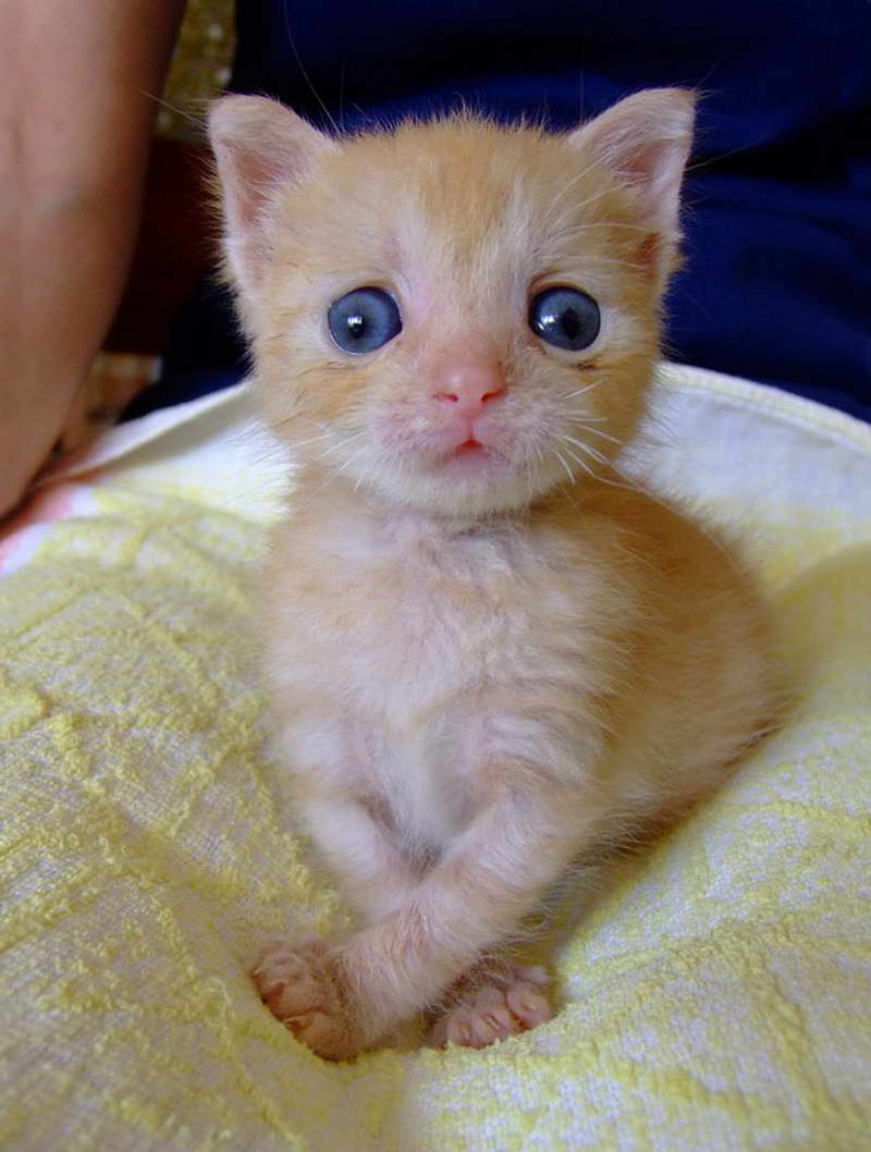 white cat with blue eyes