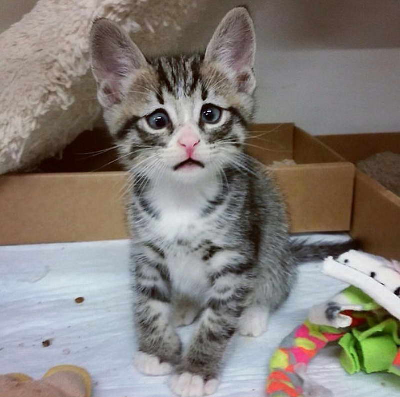 kittens for adoption