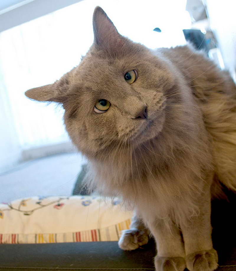 white cat blue eyes