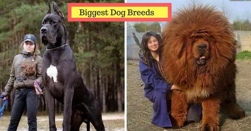 10 Largest Dog Breeds In The World | rededuct.com