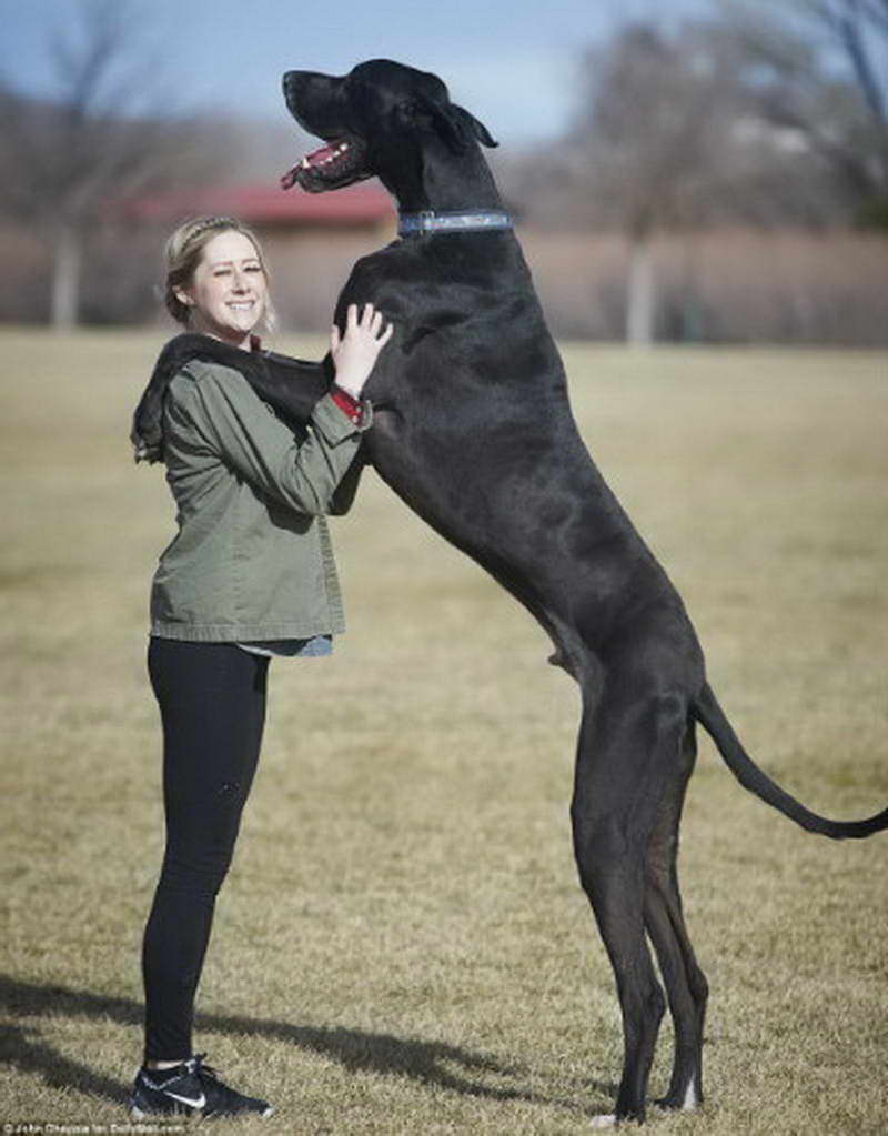 10 Biggest Dog Breeds In The World You d Want To Own 10-biggest-dog-breeds-in-the-world-you-d-want-to-own
