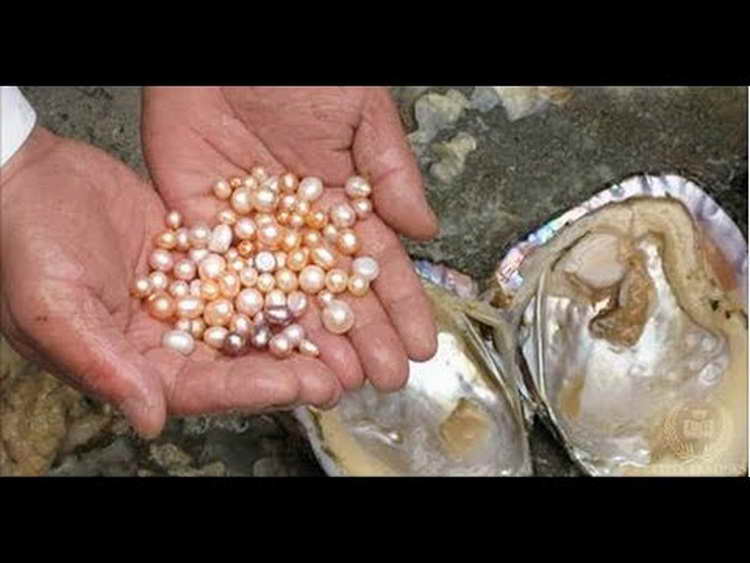 She Cracks Open A Giant Clam Hoping To Find A Pearl. What She Discovers